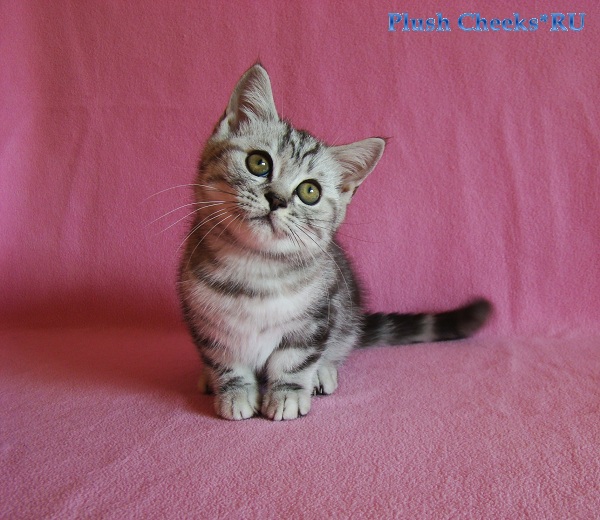 Британский серебристый мраморный котенок вискас BRI ns 22 из питомника Plush Cheeks*RU