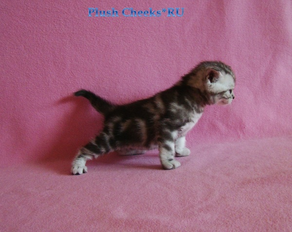 Yantar Plush Cheeks*RU Британский серебристый котенок вискас BRI ns 22 из питомника Plush Cheeks*RU