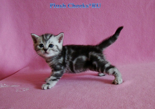 Yantar Plush Cheeks*RU Британский серебристый котенок вискас BRI ns 22 из питомника Plush Cheeks*RU