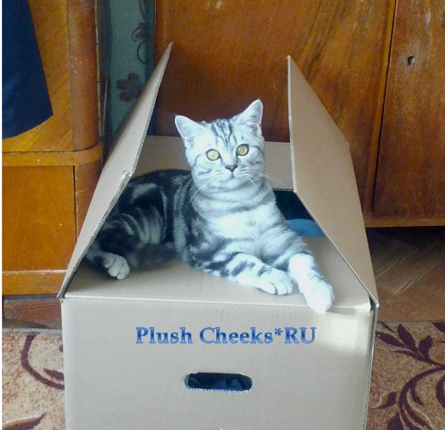 Yantar Plush Cheeks*RU Британский серебристый кот вискас BRI ns 22 из питомника Plush Cheeks*RU