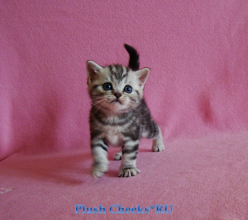 Британский серебристый мраморный котенок вискас BRI ns 22 из питомника Plush Cheeks*RU