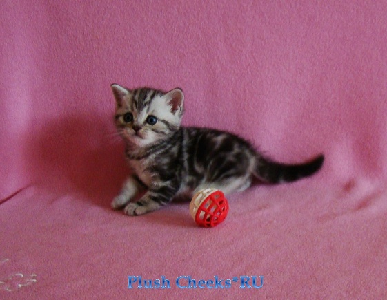 Британский серебристый мраморный котенок вискас BRI ns 22 из питомника Plush Cheeks*RU