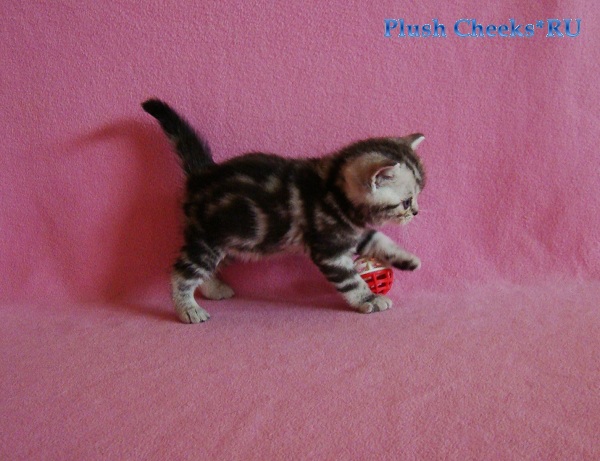 Британский серебристый котенок вискас BRI ns 22 из питомника Plush Cheeks*RU