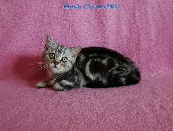 Британский серебристый мраморный котенок вискас BRI ns 22 из питомника Plush Cheeks*RU