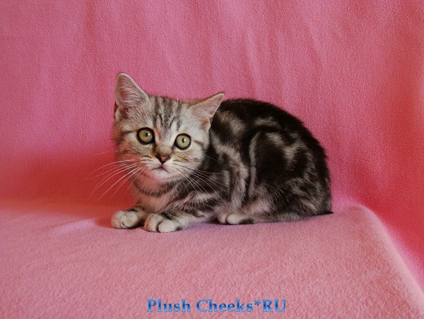 Британский серебристый мраморный котенок вискас BRI ns 22 из питомника Plush Cheeks*RU