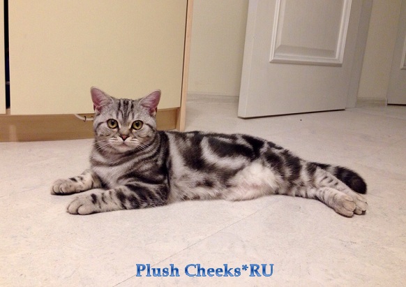 Британский серебристый котенок вискас BRI ns 22 из питомника Plush Cheeks*RU