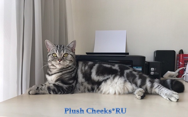 Британский серебристый мраморный котенок вискас BRI ns 22 из питомника Plush Cheeks*RU