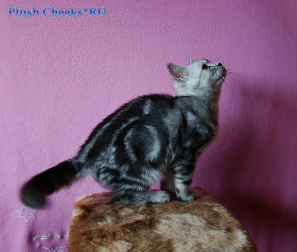 Британский мраморный котенок вискас BRI ns 22 из питомника Plush Cheeks*RU