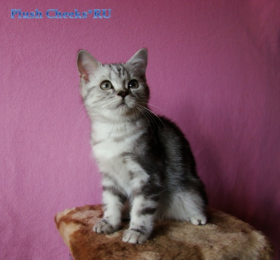 Британский мраморный котенок вискас BRI ns 22 из питомника Plush Cheeks*RU