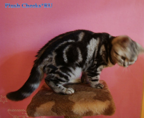 Британский мраморный котенок вискас BRI ns 22 из питомника Plush Cheeks*RU