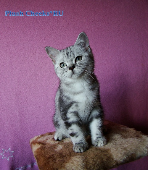 Британский мраморный котенок вискас BRI ns 22 из питомника Plush Cheeks*RU