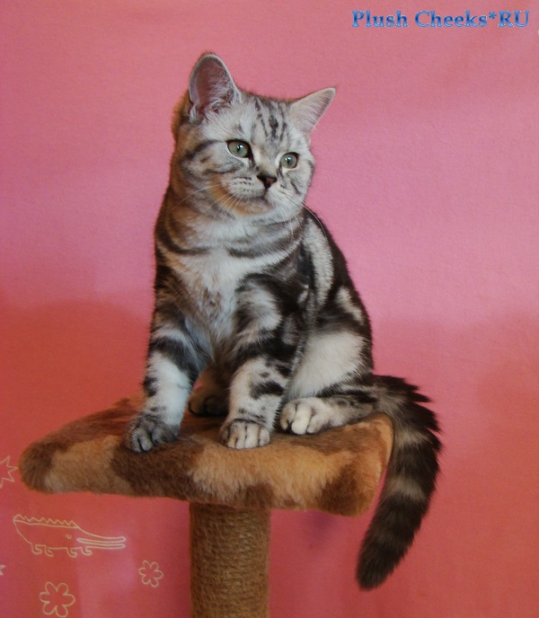 Британский мраморный котенок вискас BRI ns 22 из питомника Plush Cheeks*RU