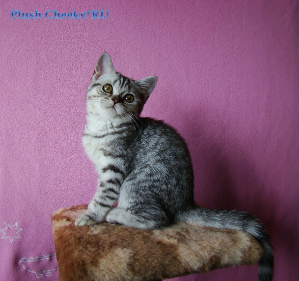 Британский мраморный котенок вискас BRI ns 22 из питомника Plush Cheeks*RU
