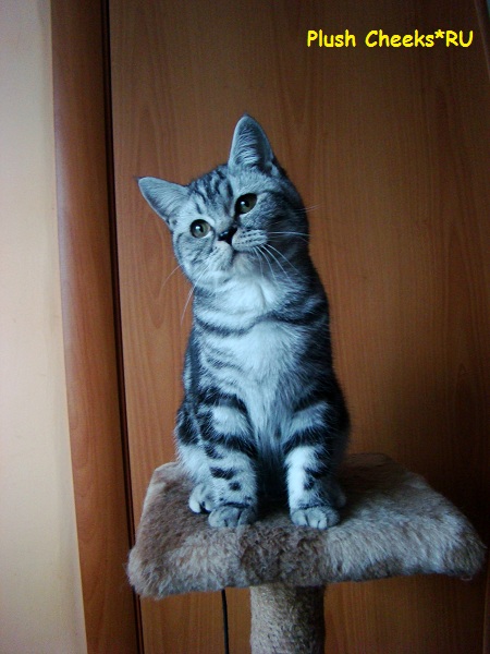 Британский котенок вискас черный мрамор на серебре BRI ns 22 из питомника Plush Cheeks*RU