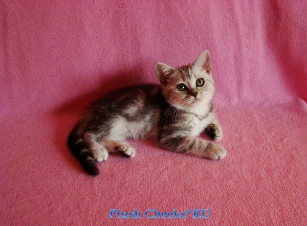 Британский котенок вискас черный мрамор на серебре BRI ns 22 из питомника Plush Cheeks*RU
