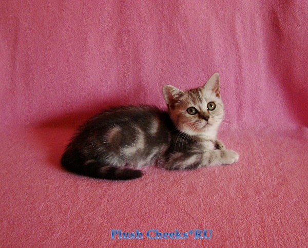 Британский котенок вискас черный мрамор на серебре BRI ns 22 из питомника Plush Cheeks*RU