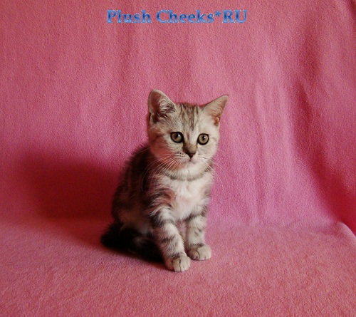 Британский котенок вискас черный мрамор на серебре BRI ns 22 из питомника Plush Cheeks*RU