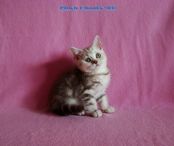 Британский шоколадный мраморный котенок вискас BRI bs 22 из питомника Plush Cheeks*RU
