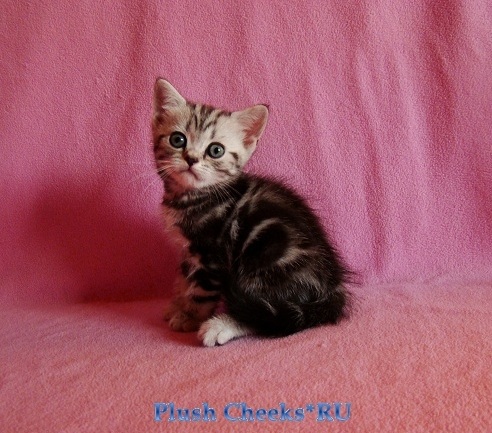 Британский котенок вискас черный мрамор на серебре BRI ns 22 из питомника Plush Cheeks*RU