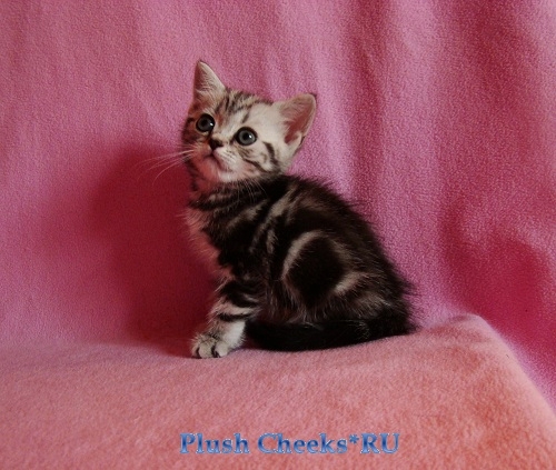 Британский котенок вискас черный мрамор на серебре BRI ns 22 из питомника Plush Cheeks*RU