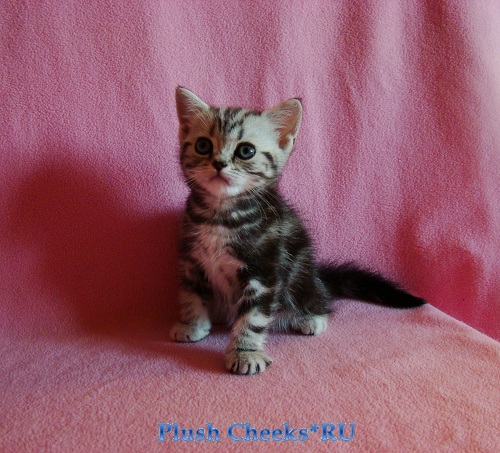 Британский котенок вискас черный мрамор на серебре BRI ns 22 из питомника Plush Cheeks*RU