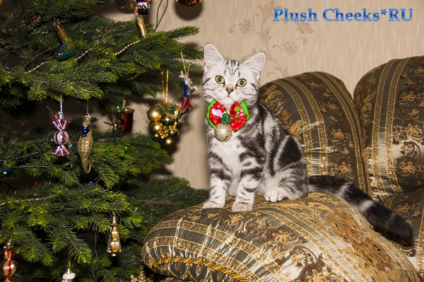 Британский котенок вискас черный мрамор на серебре BRI ns 22 из питомника Plush Cheeks*RU