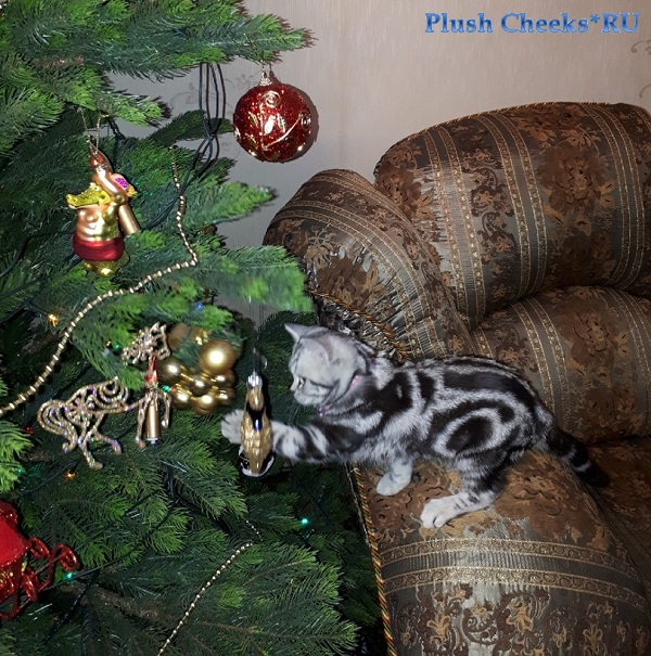 Британский котенок вискас черный мрамор на серебре BRI ns 22 из питомника Plush Cheeks*RU