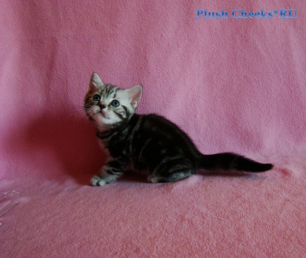 Британский котенок вискас черный мрамор на серебре BRI ns 22 из питомника Plush Cheeks*RU