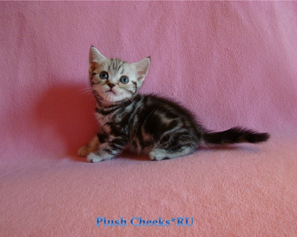 Британский котенок вискас черный мрамор на серебре BRI ns 22 из питомника Plush Cheeks*RU