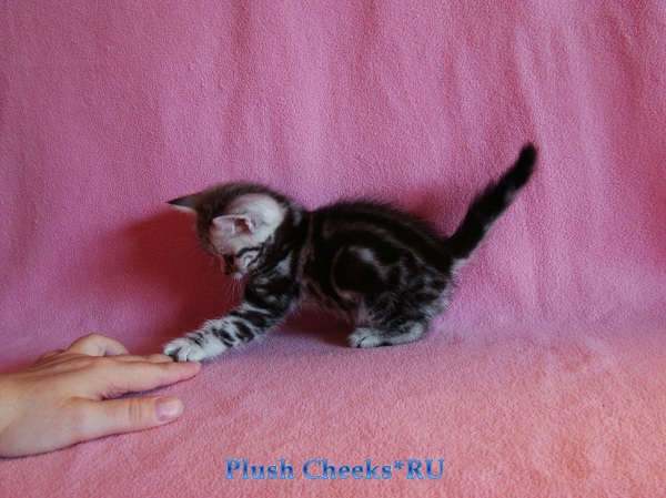 Британский котенок вискас черный мрамор на серебре BRI ns 22 из питомника Plush Cheeks*RU
