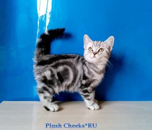Британский серебристый мраморный котенок вискас BRI ns 22 64 из питомника Plush Cheeks*RU