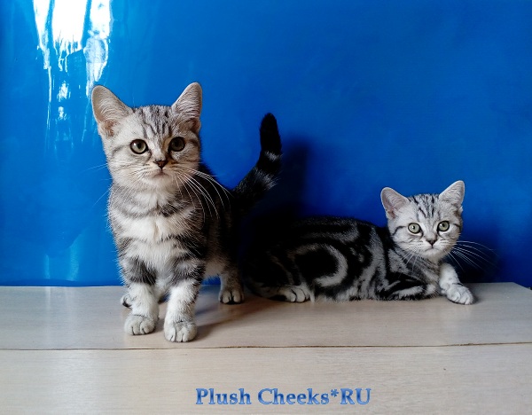 Британский серебристый котенок вискас BRI ns 22 из питомника Plush Cheeks*RU