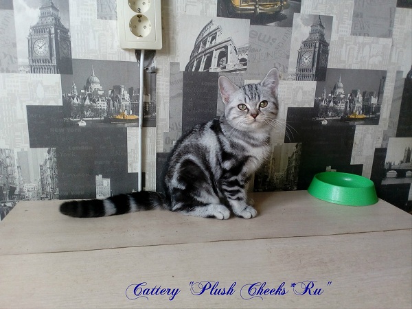 Британский серебристый мраморный котенок вискас BRI ns 22 64 из питомника Plush Cheeks*RU