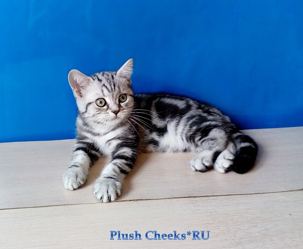 Британский серебристый котенок вискас BRI ns 22 из питомника Plush Cheeks*RU
