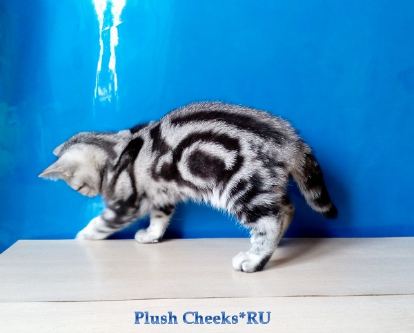 Британский серебристый котенок вискас BRI ns 22 из питомника Plush Cheeks*RU
