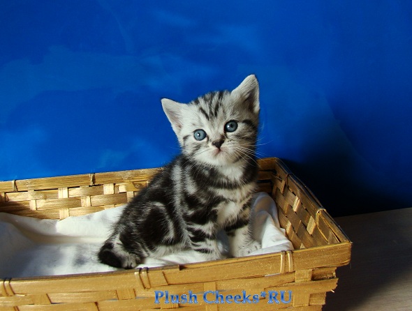 Британский серебристый мраморный котенок вискас BRI ns 22 из питомника Plush Cheeks*RU