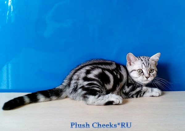 Британский серебристый котенок вискас BRI ns 22 из питомника Plush Cheeks*RU
