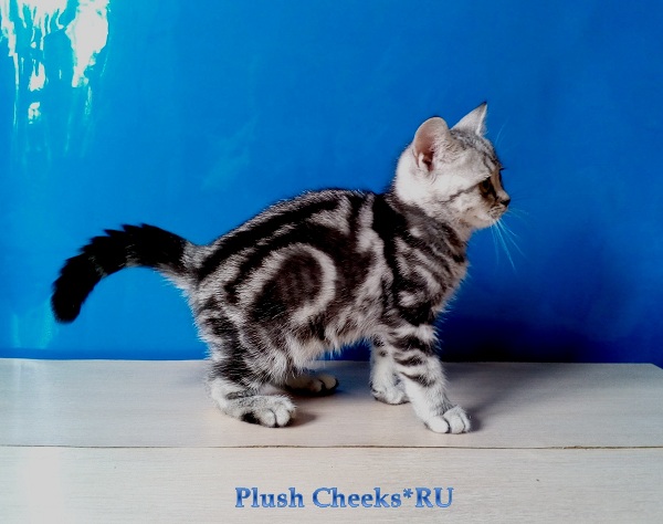 Британский серебристый котенок вискас BRI ns 22 из питомника Plush Cheeks*RU