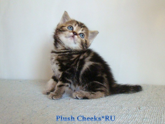 Британский котенок черный мраморный из питомника Plush Cheeks*RU