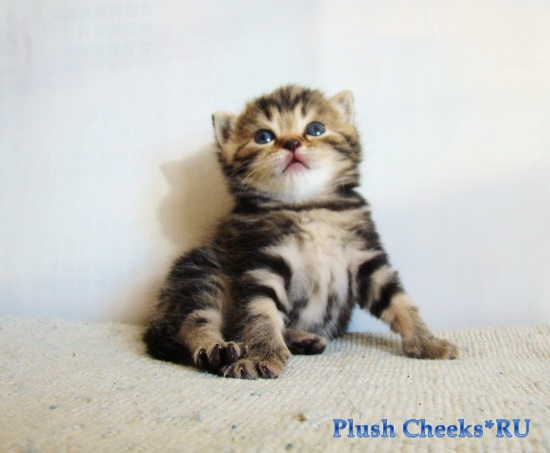 Британский котенок черный мраморный из питомника Plush Cheeks*RU