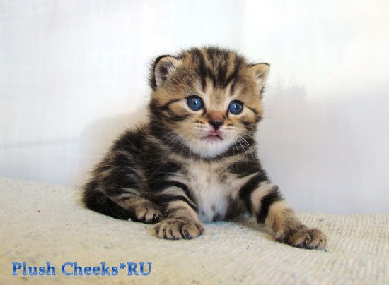 Британский котенок черный мраморный из питомника Plush Cheeks*RU