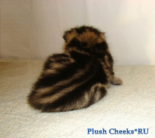 Британский котенок черный мраморный из питомника Plush Cheeks*RU