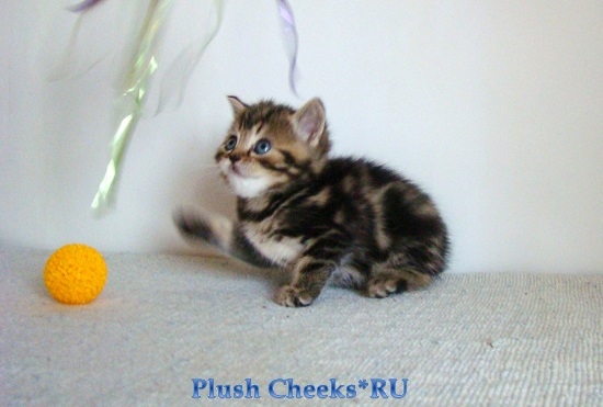 Британский котенок черный мраморный из питомника Plush Cheeks*RU