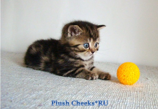 Британский котенок черный мраморный из питомника Plush Cheeks*RU