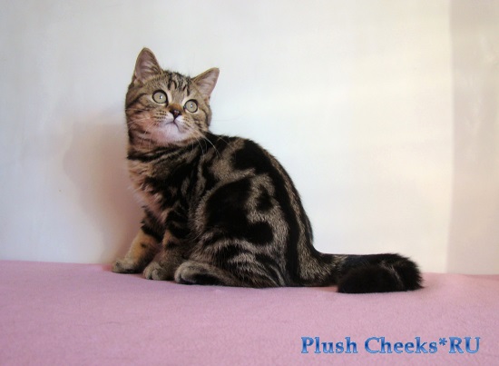 Британский котенок черный мраморный из питомника Plush Cheeks*RU