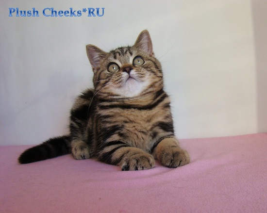 Британский котенок черный мраморный из питомника Plush Cheeks*RU