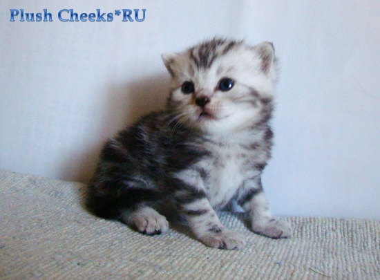 Британский котенок черный мраморный на серебре из питомника Plush Cheeks*RU