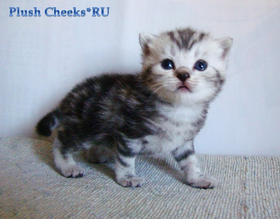 Британский котенок черный мраморный на серебре из питомника Plush Cheeks*RU