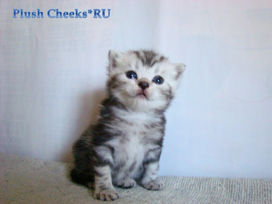 Британский котенок черный мраморный на серебре из питомника Plush Cheeks*RU