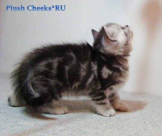 Британский котенок черный мраморный на серебре из питомника Plush Cheeks*RU